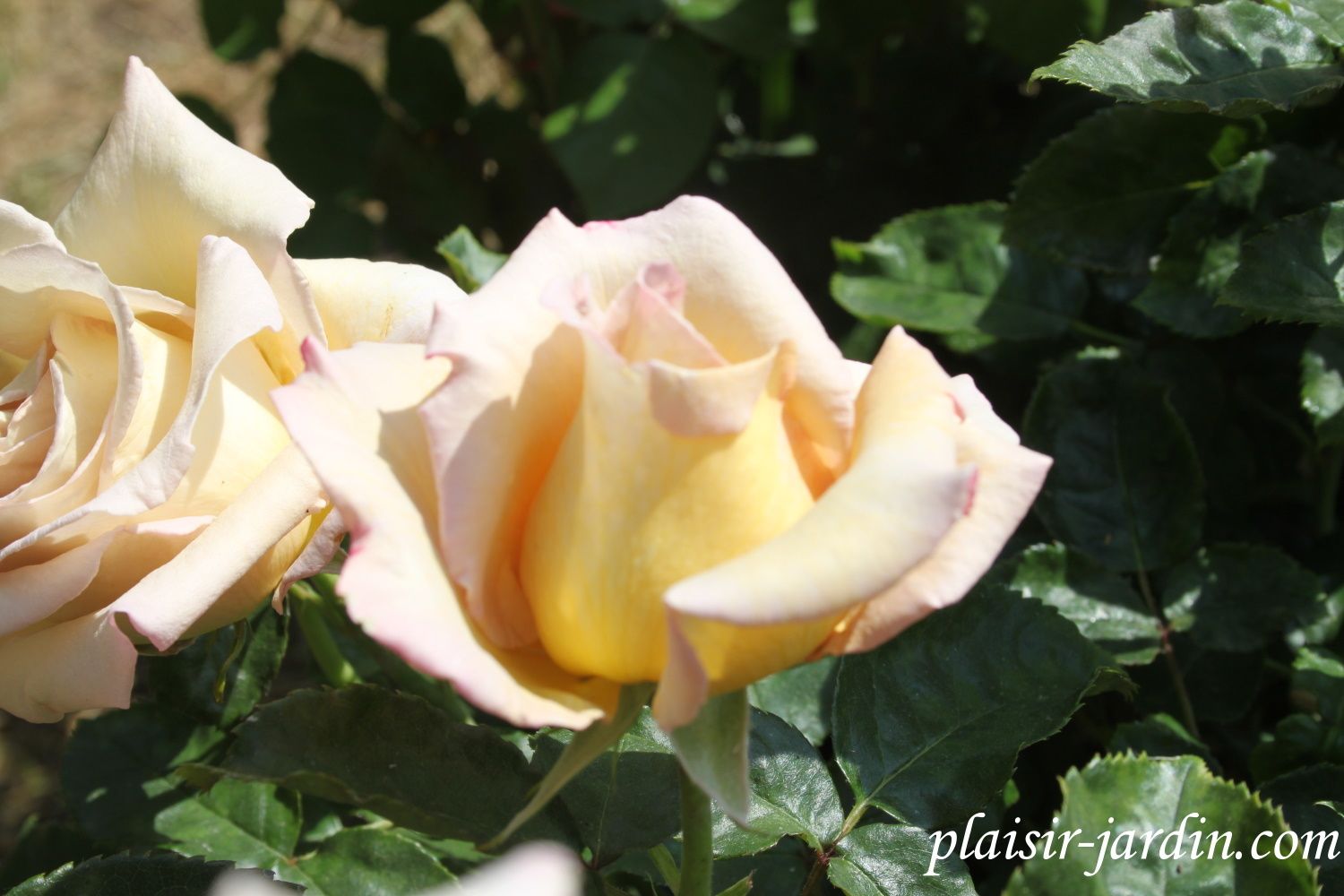 Le Rosier Michel Drucker Plaisir Jardin Com