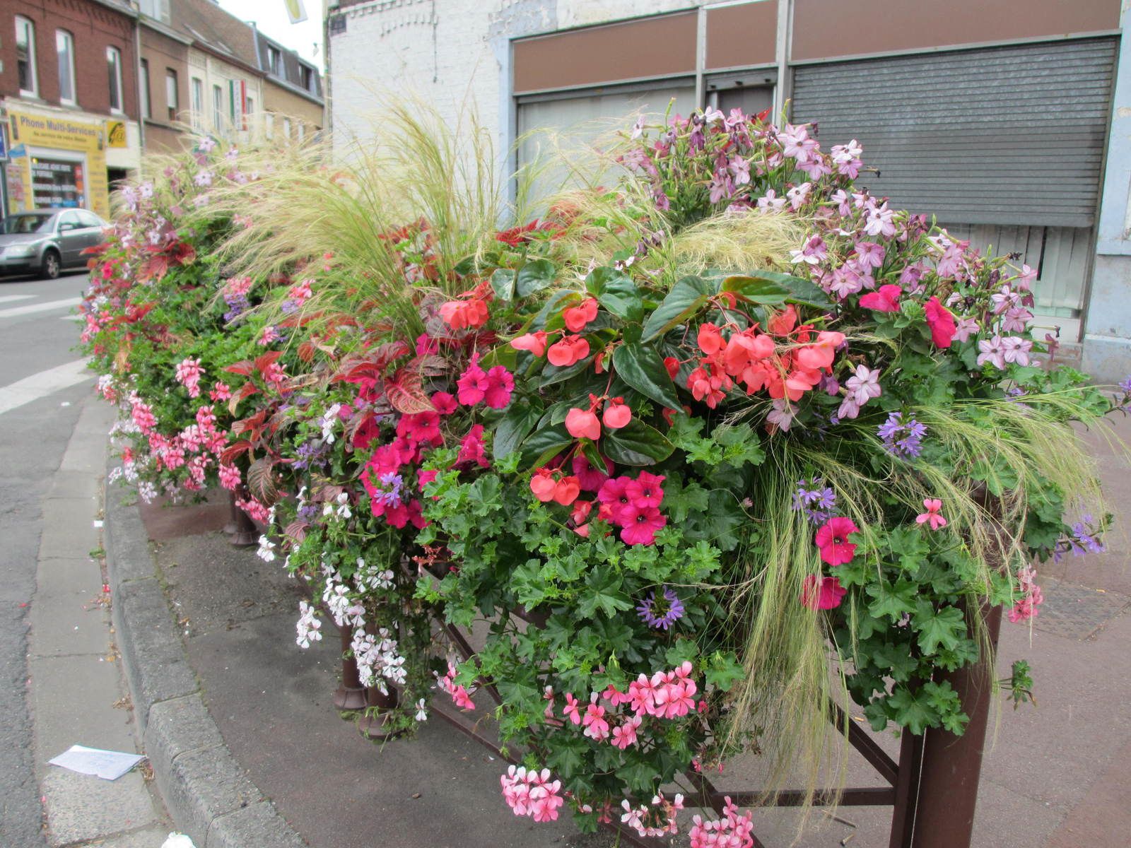 Fleurs pour vos jardinières - plaisir-jardin.com