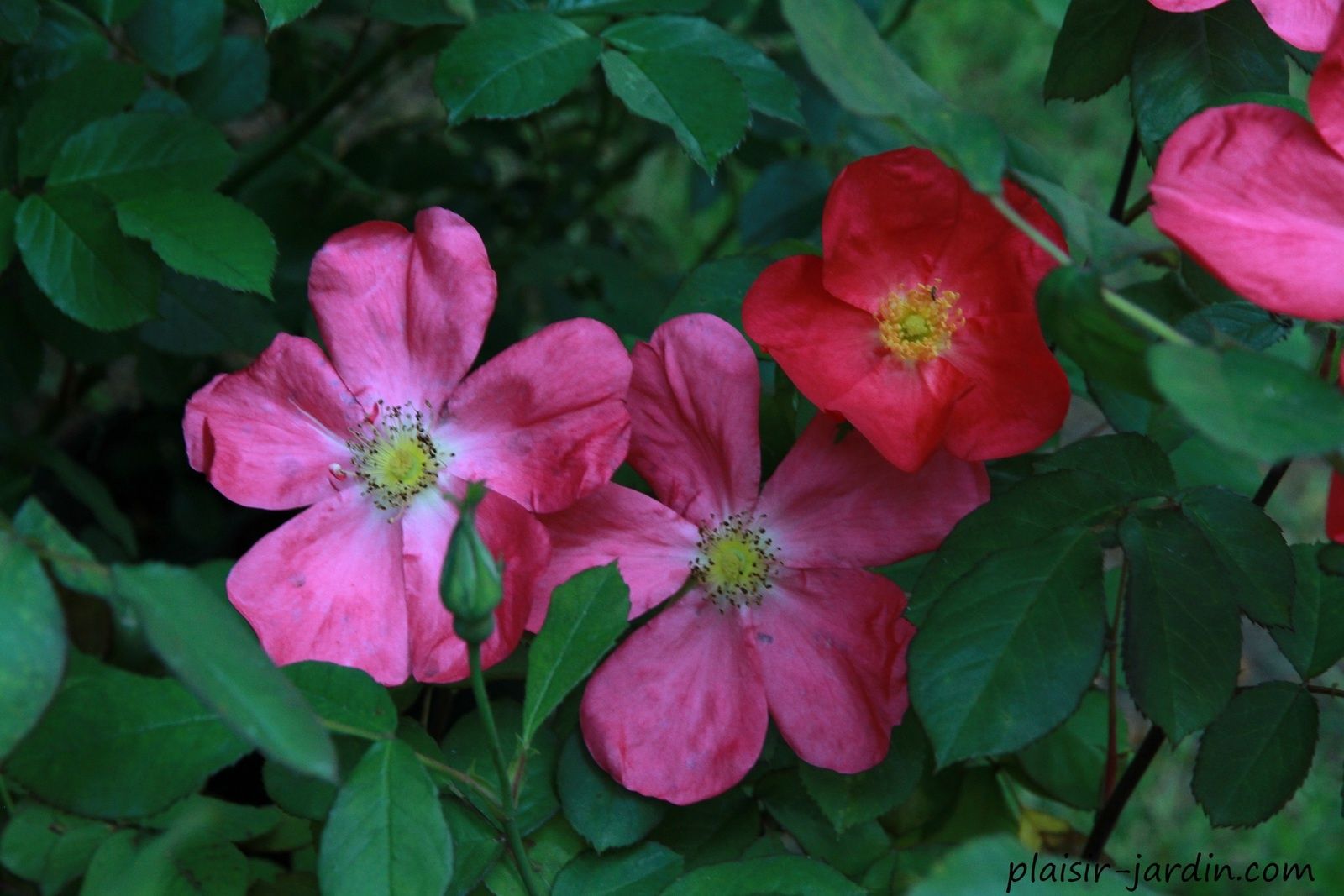 Le rosier 'Rose of Picardy' - plaisir-jardin.com