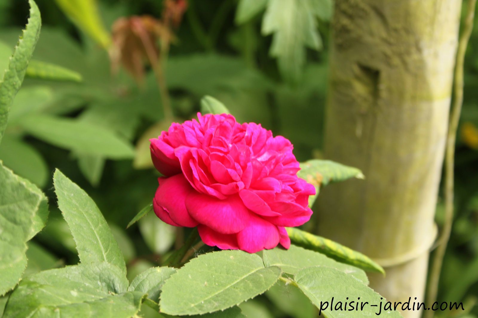Le rosier Pergolese - plaisir-jardin.com