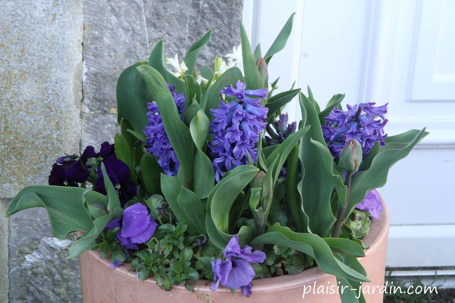 Les bulbes à fleurs, des bombes pétalées à retardement !