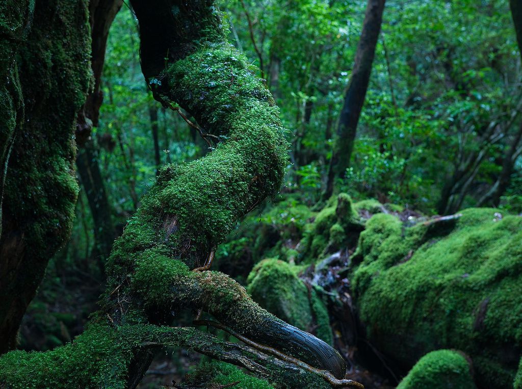 Forêt de Yakushima, Japon. 
