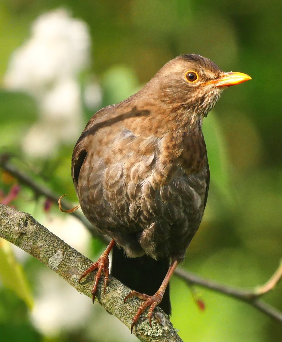 élégance de la merlette le blog alain Barré