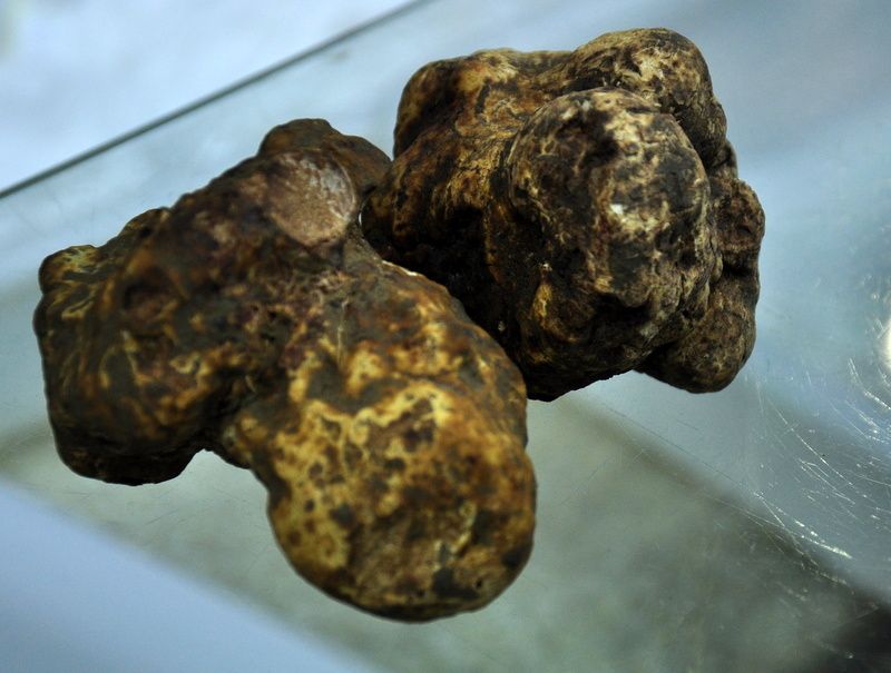 Truffe blanche