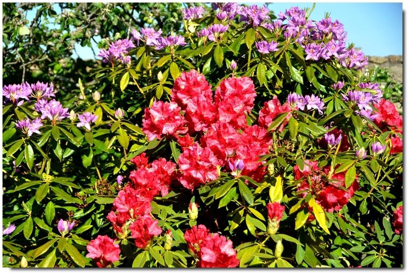 De la couleur dans les jardins