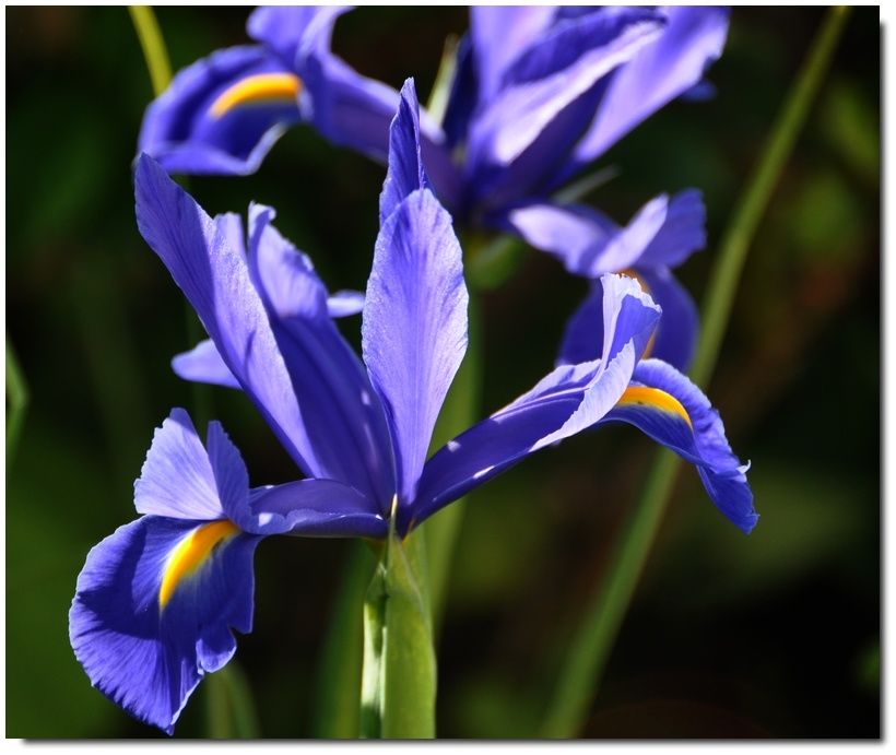 De la couleur dans les jardins