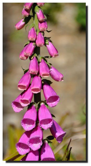 Les premières digitales