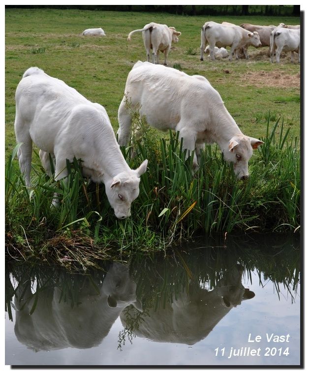 En remontant La Saire