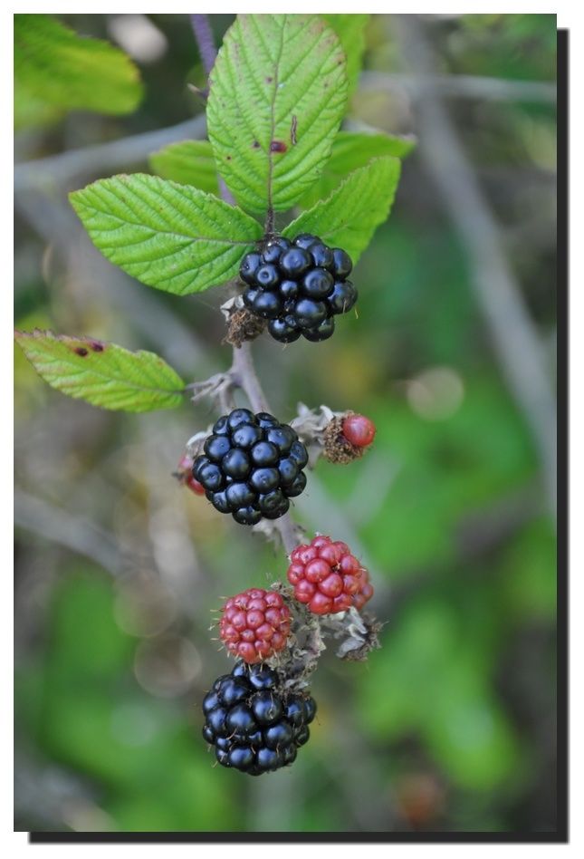 Dans les haies en ce moment