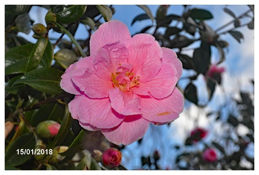 Toujours de la couleur, rouge et rose