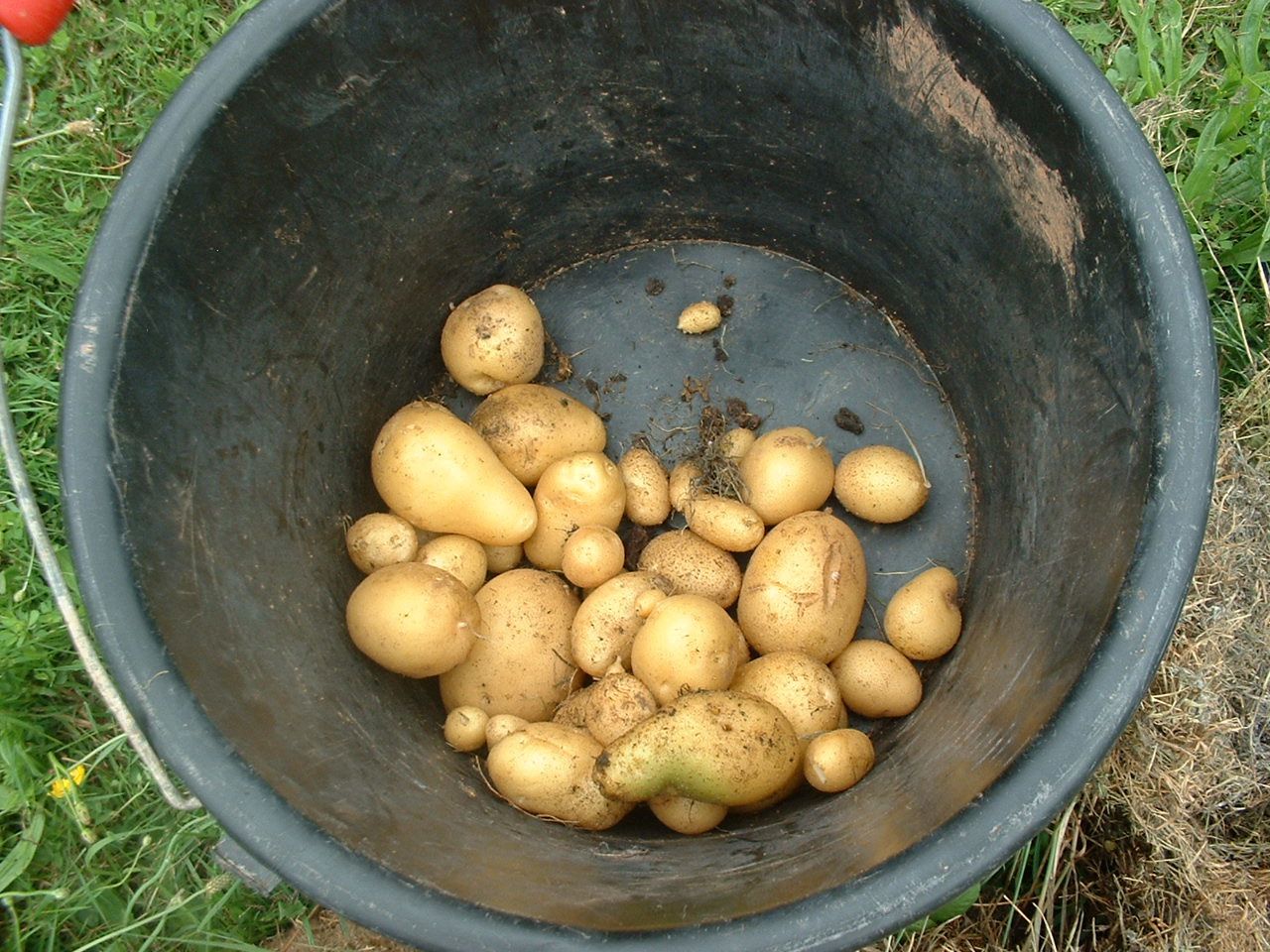 Les pommes de terre sur gazon de notre ami Michel en Corrèze !
