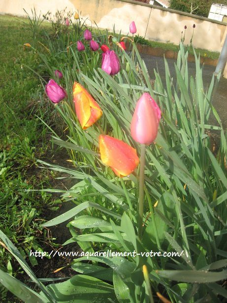 tulipe 5