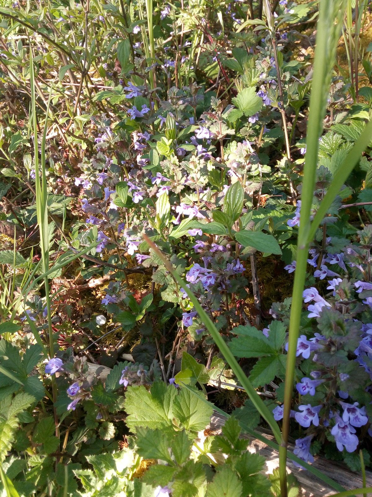 Lierre terrestre, la mauvaise herbe de la semaine ! - Délicieux sortilèges  au gout des herbes folles