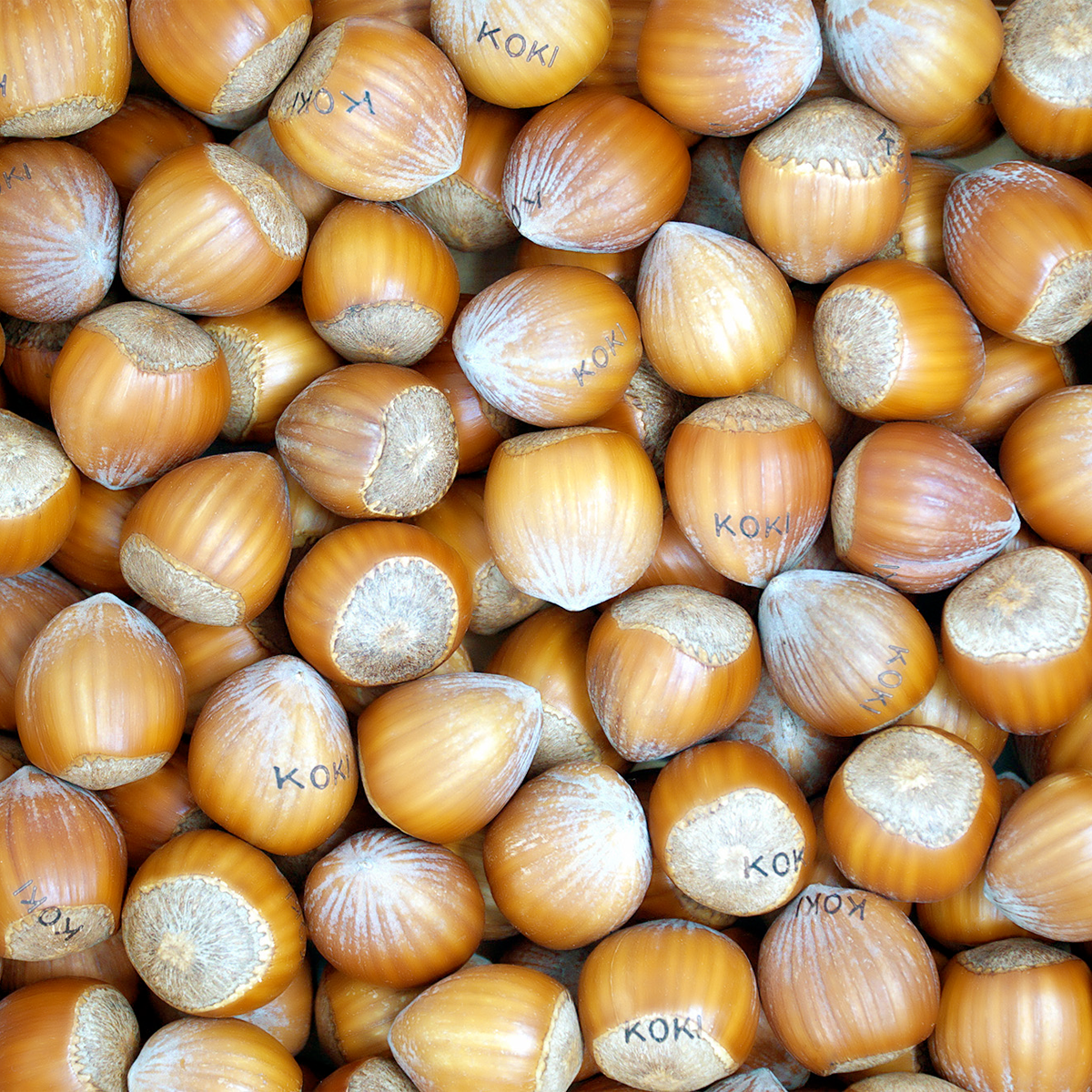 Noisettes koki
