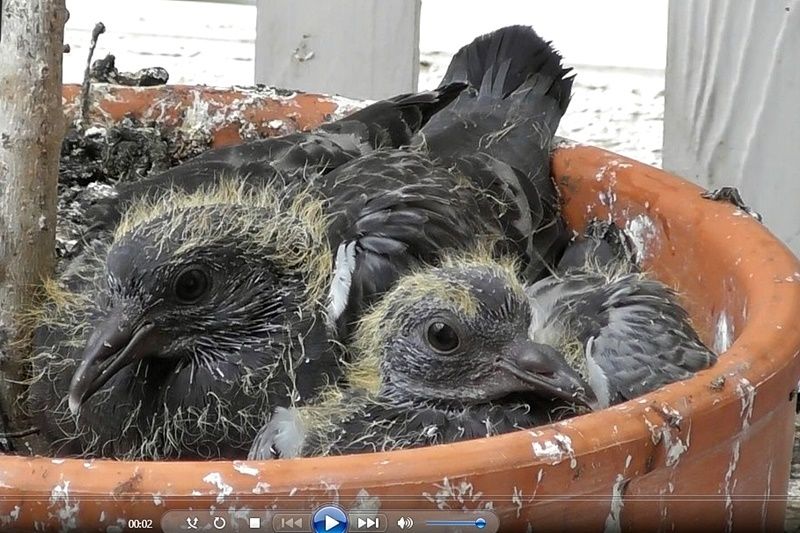 Bebes Pigeons Jusqu A L Envol Sur Mon Balcon Video Oiseaux Animaux Nature Et Super Besse Videos