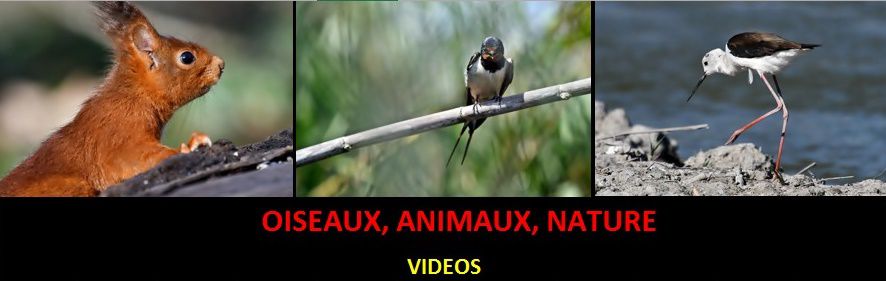 Oiseaux, animaux, nature, numérologie...vidéos