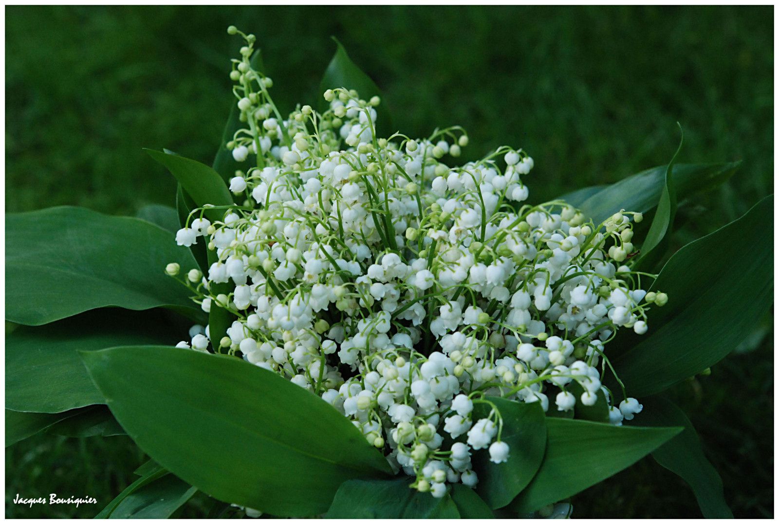 Muguet au Cœur... du 1er Mai - Images du Beau du Monde