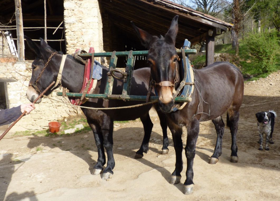 Joug à collier landais présenté sur les mules d'Olivier Courthiade.