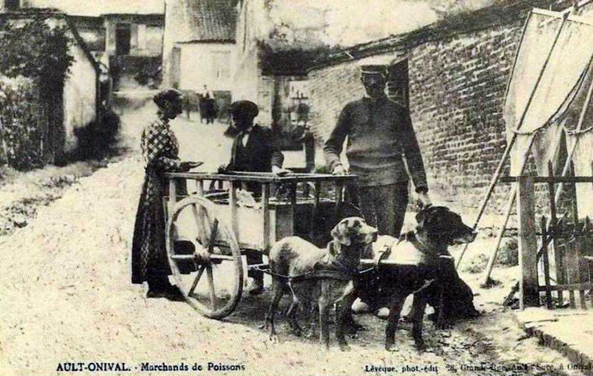 Chien de trait ; le cheval du pauvre. - attelage-patrimoine