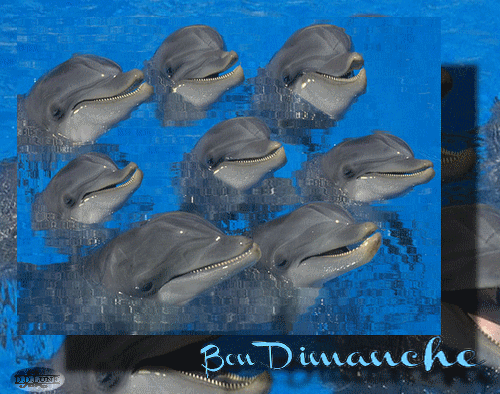 Bon Dimanche Gif Anime Avec Dauphins Les Gifs Animes De Dentelledelune