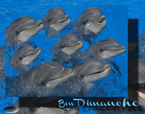 bon dimanche gif animé avec dauphins