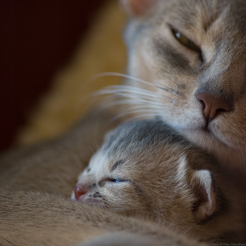 source : http://watchyourmuffins.tumblr.com/post/44630825735/a-mothers-love-photography-by-peter-hasselbom
