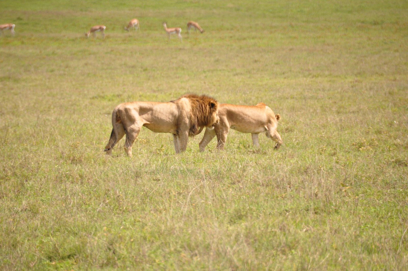 Le cratère du Ngorongoro