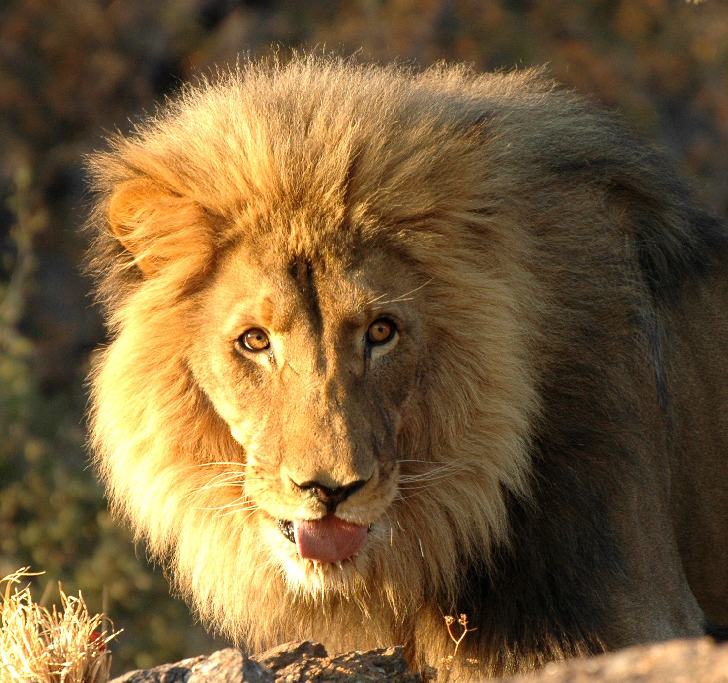 lion amani lodge windhoek namibie