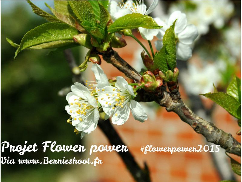 Logo #flowerpower2015 - ©bernieshoot