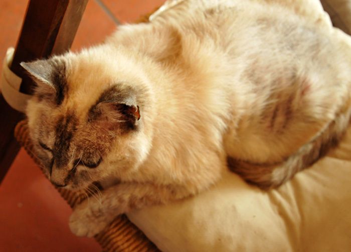 Blue - Chat - © bernieshoot