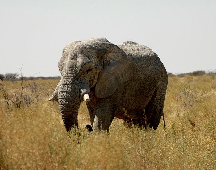 Elephant à Etosha (Namibie) - @bernieshoot
