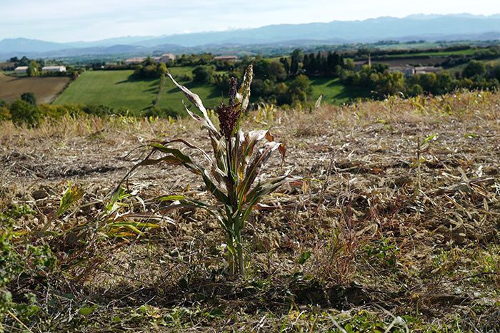 Vivre la fleur aux dents 45 ans après