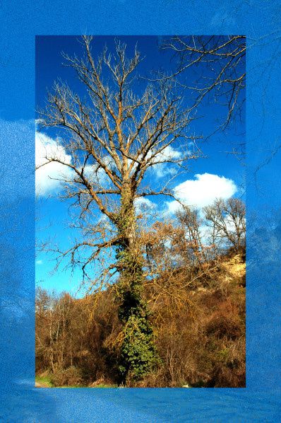 arbre mort couvert de lierre sous un ciel bleu