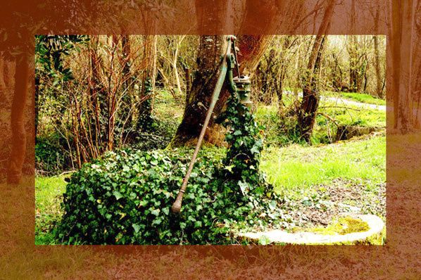 lierre sur une fontaine au milieu des arbres