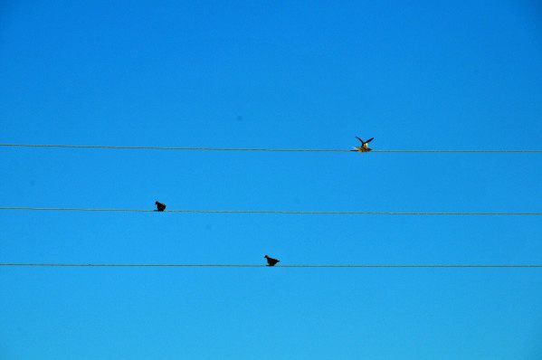 oiseaux sur des fils électriques partition musicale