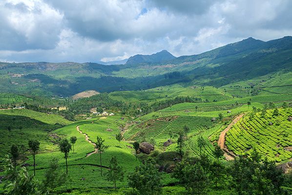 Tea Plantations in Munnar,Kerala,India © vkmphotos