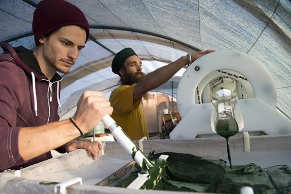 recolte spiruline serres akal food