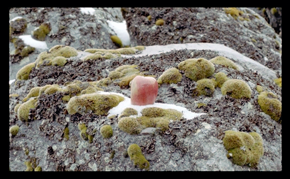 Copyright Vir Andres Hera - pomme