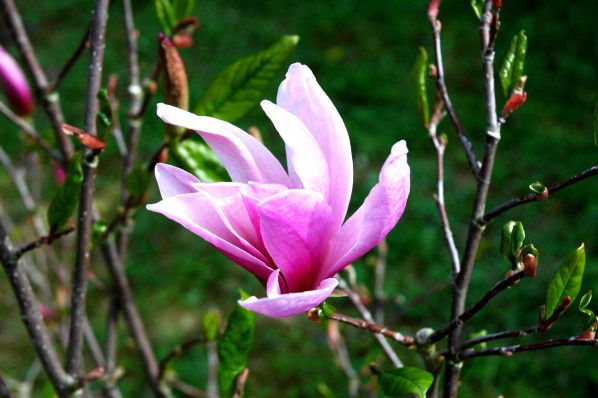fleur magnolia rose amour