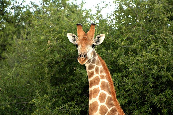 regard girafe grossfontein namibie © Bernieshoot