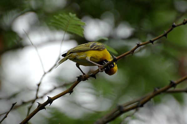 oiseau jaune namibie grossfontein namibie © Bernieshoot