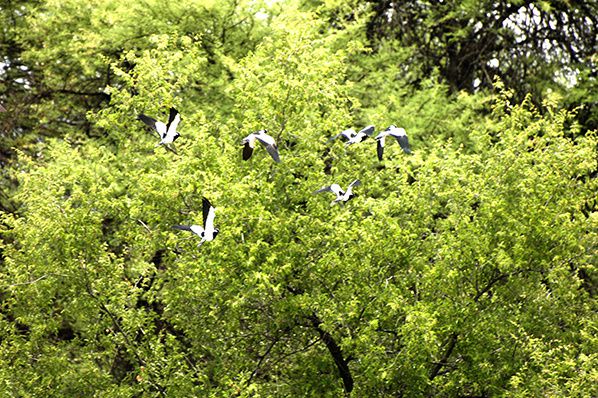 vol oiseau grossfontein nambie © Bernieshoot