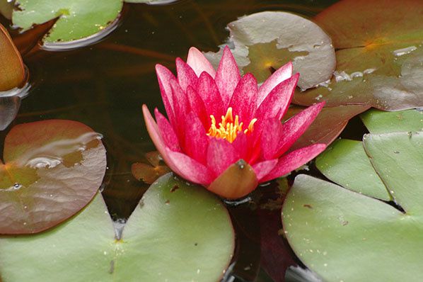 fleur nenuphar rouge