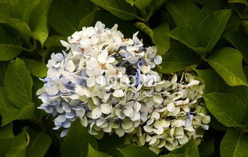 hortensia bleu acores