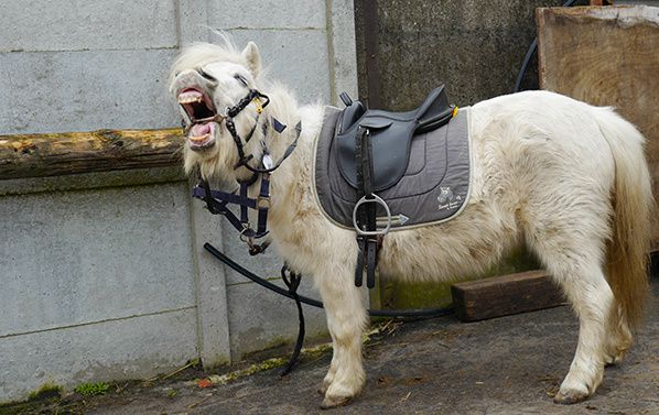 poney blanc rire