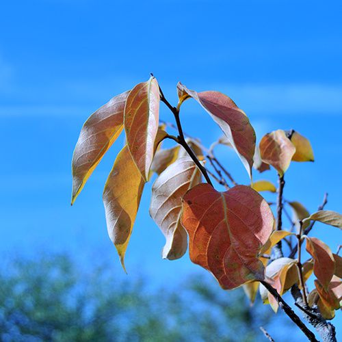 feuilles kaki fluorescent