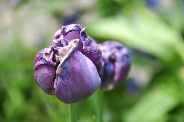 tulipe mauve