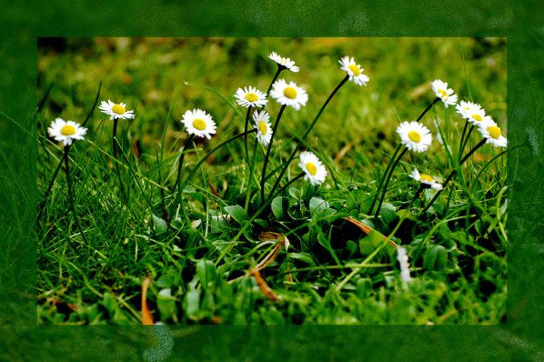 paquerettes printemps