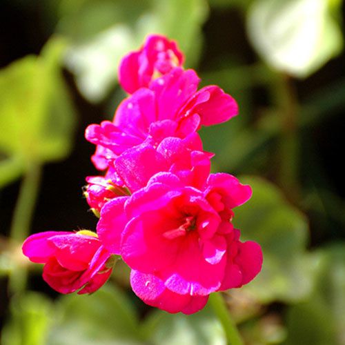 fleur-fuschia