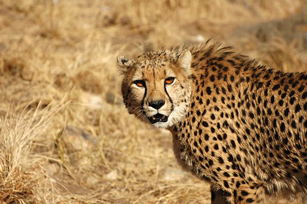 cheetah amani windhoek namibia